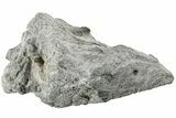Cretaceous Fossil Sponge (Turonia) - Germany #219294-1